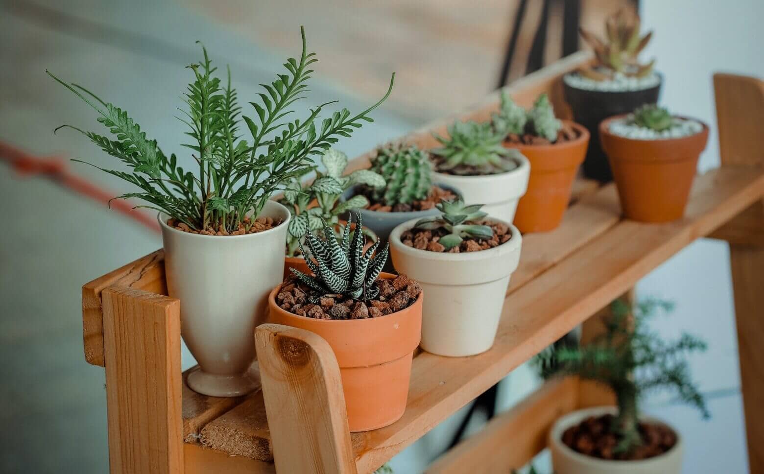 3 Best Indoor Plants For Low Light And Clean Air